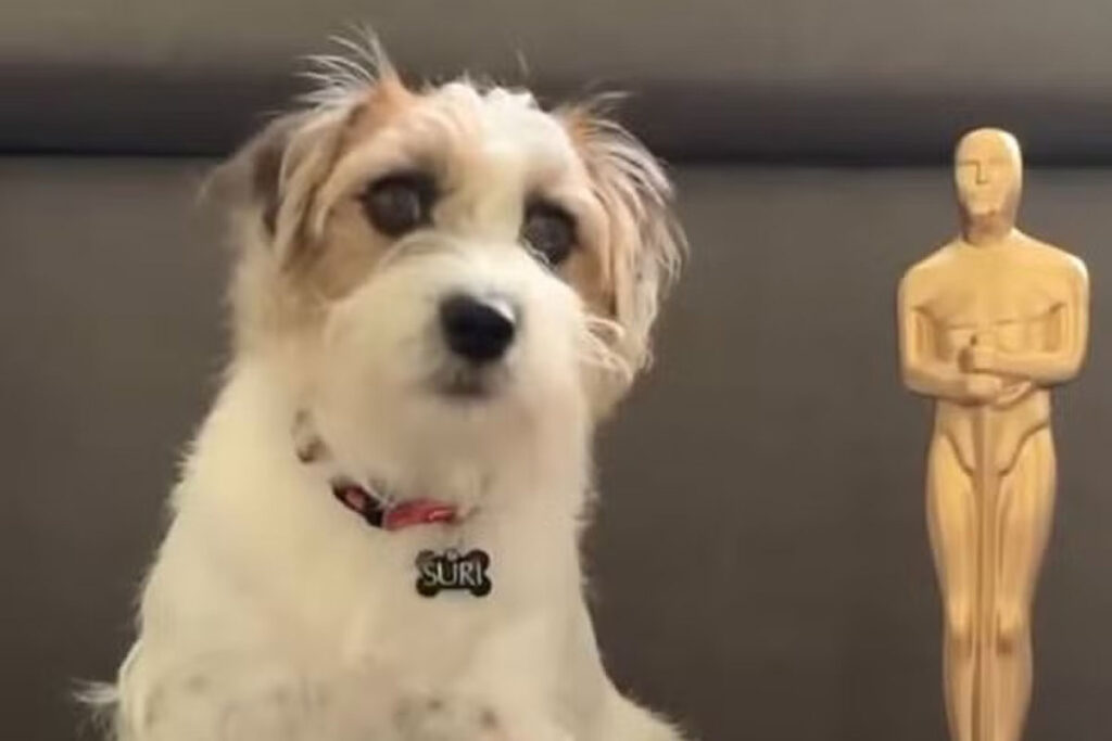 Cachorros de 'Ainda estou aqui' são premiados no Fido Awards 2 cachorros ainda estou aqui