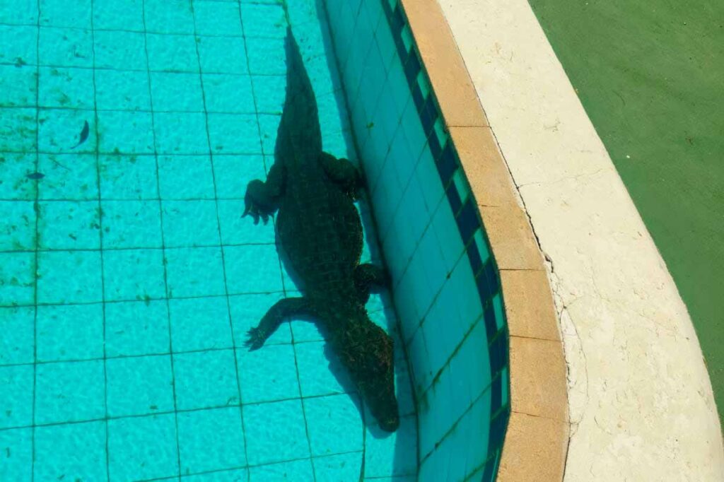 VÍDEO: Jacaré de 1,5m fica preso em piscina de clube e é resgatado em cidade mineira 2 jacare piscina minas foto bombeiros dest