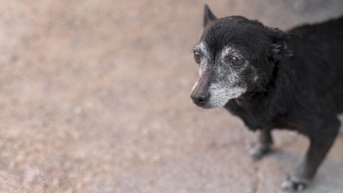 Saiba como proporcionar uma velhice confortável ao pet 1 sad rescue dog adoption center with copy space