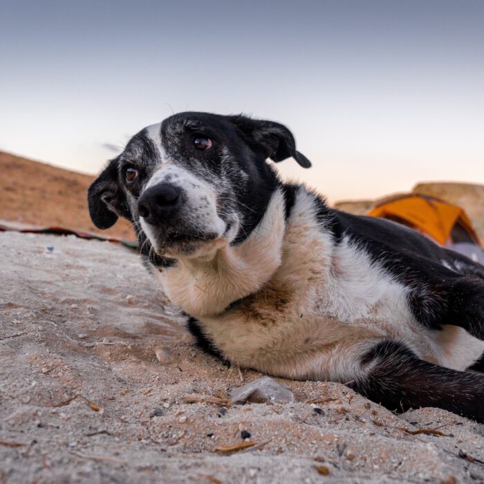 Saiba como proporcionar uma velhice confortável ao pet 2 selective focus shot sad dog lying sand with orange tent space