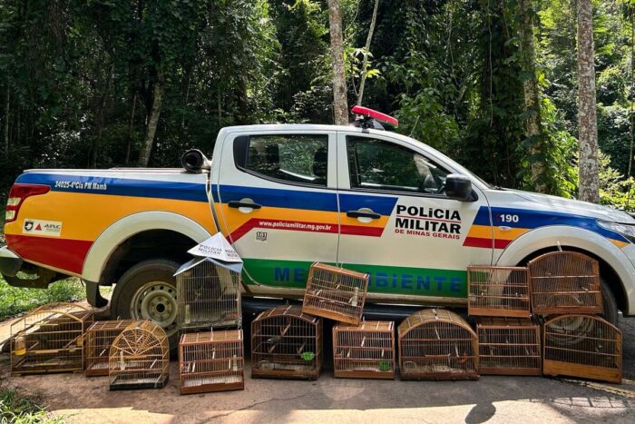 Autor é multado em mais de R$ 25 mil por manter 14 pássaros silvestres em cativeiro irregular 1 Autor e multado em R 25.71915 por manter passaros silvestres em cativeiro irregular