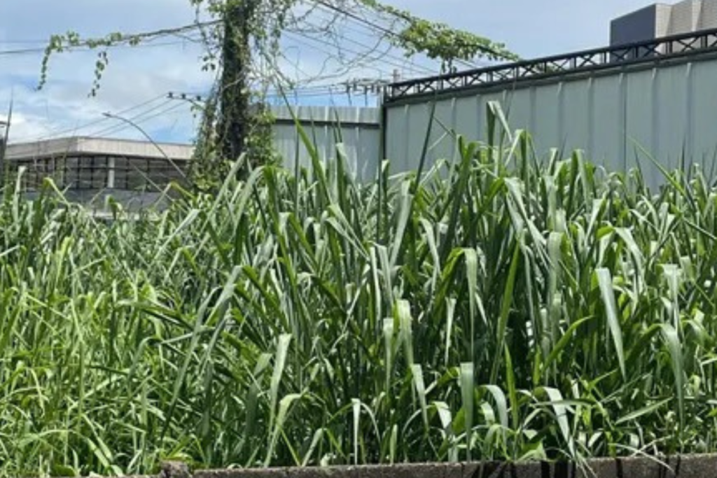 Mato alto e proliferação de pragas em terreno baldio incomoda vizinhos no São Pedro 2 Design sem nome 1
