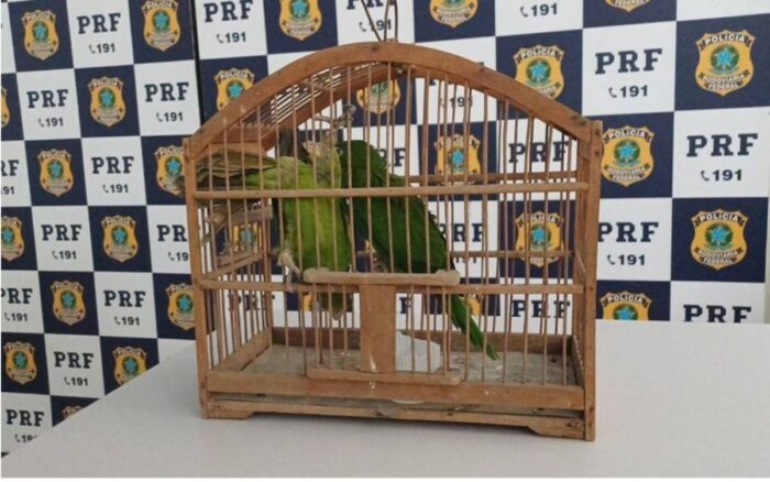 Homem é preso transportando duas maritacas em operação da Polícia Rodoviária Federal 1 Novo Projeto