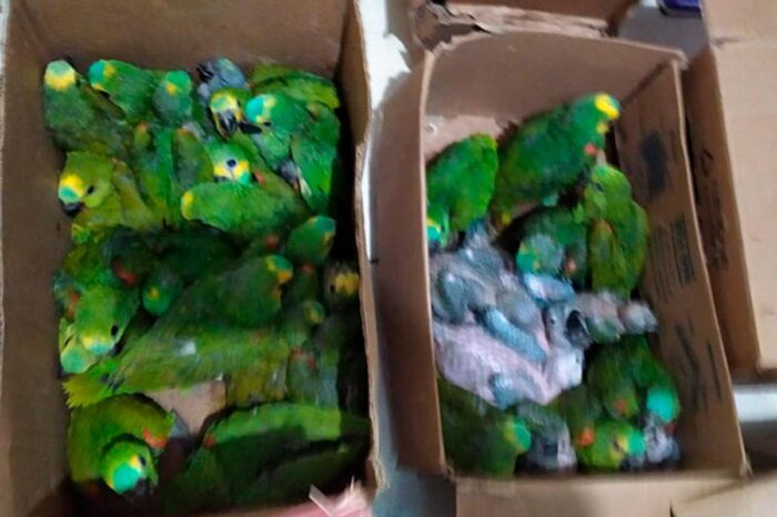 Homem é preso e multado em mais de R$ 3 milhões por manter 200 pássaros silvestres em cativeiro 1 aves cativeiro mpmg