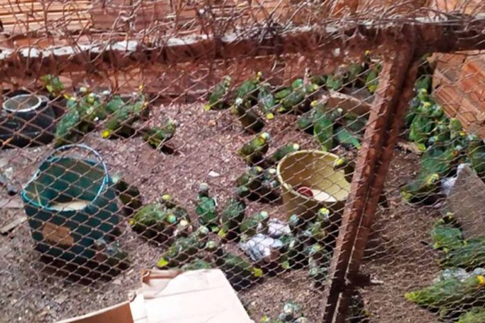 Homem é preso e multado em mais de R$ 3 milhões por manter 200 pássaros silvestres em cativeiro 2 aves foto mpmg