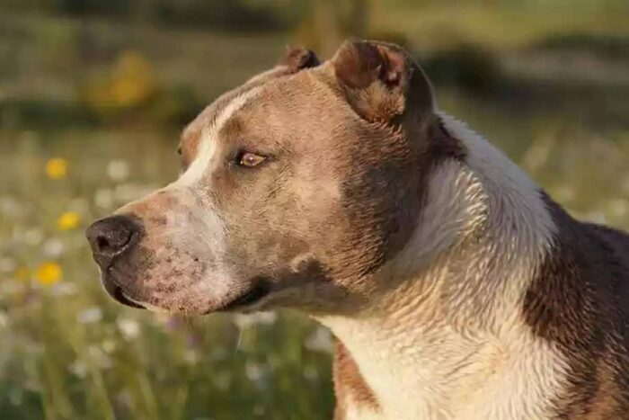 Cachorro enrosca em gatilho de arma ao pular em cama e dispara contra seu tutor 1 cachorro pitbull foto pixabay