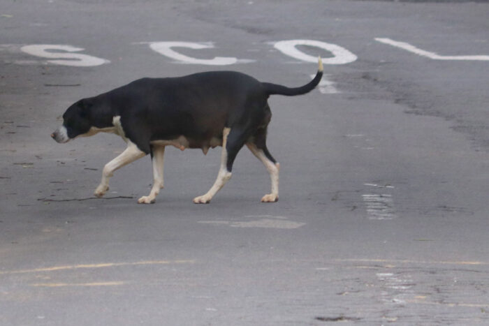 Vereador propõe PL que inclui debate dos direitos dos animais nas escolas 1 direitos dos animais
