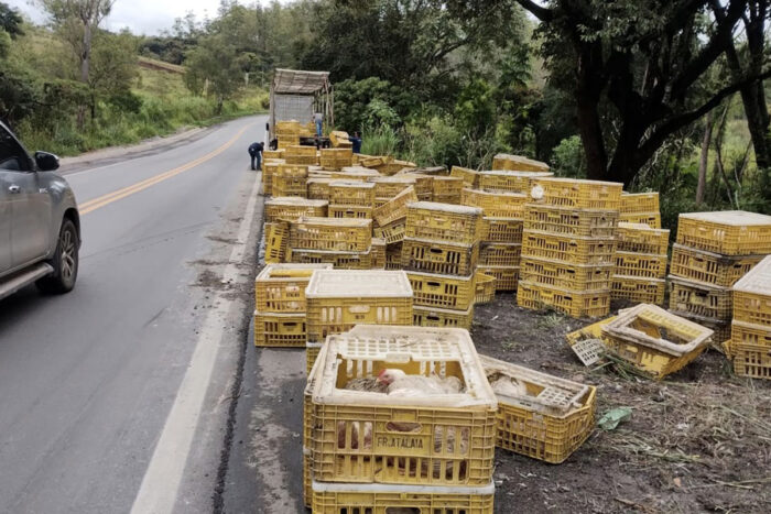 Caminhão carregado com frangos vivos perde o controle e sai da pista 1 caminhão frango