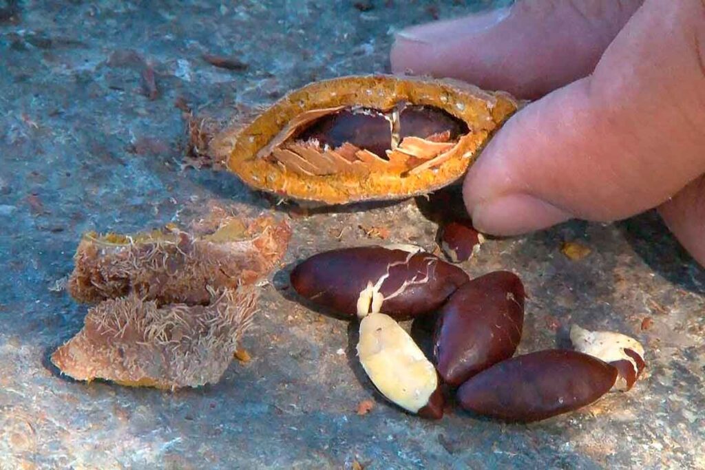 castanha de baru governo do tocantins