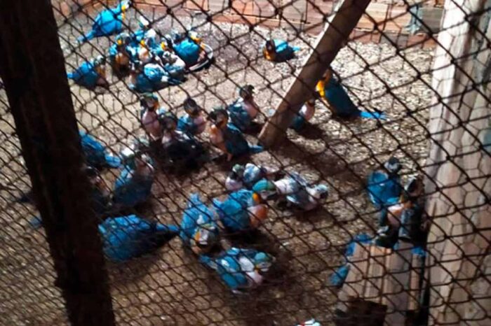Homem é preso e multado em mais de R$ 3 milhões por manter 200 pássaros silvestres em cativeiro 3 cativeiro foto mpmg