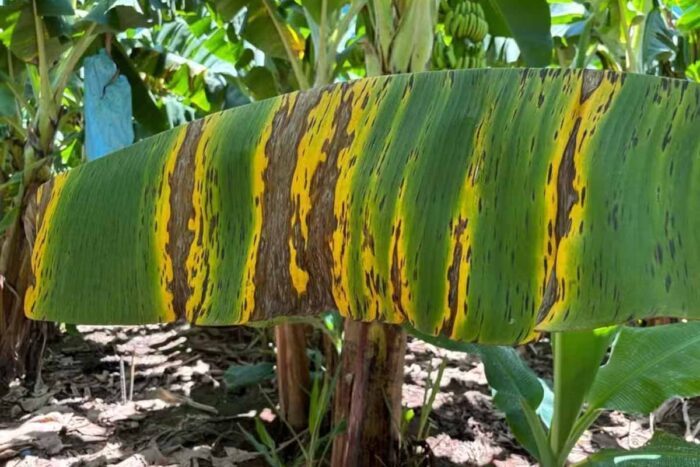 Doença da banana: registro é feito em Minas depois de 17 anos 1 doenca da banana sigatoka negra minas foto divulgacao