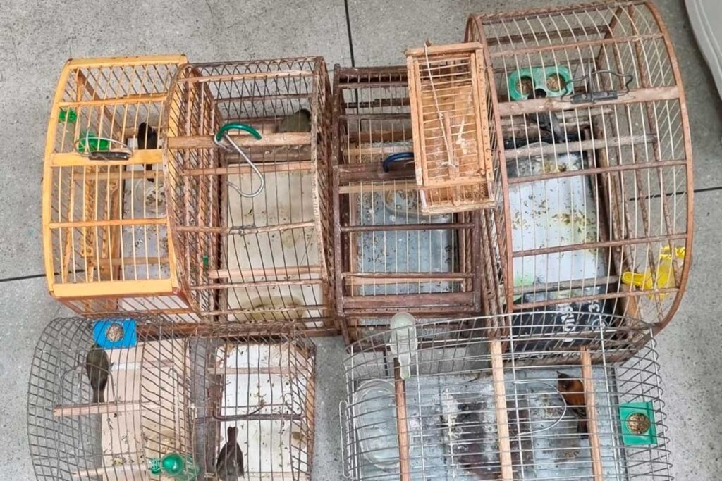 Mulher é multada em R$ 27 mil por manter pássaros em cativeiro irregular 1 gaiolas divulgacao pmmg editada