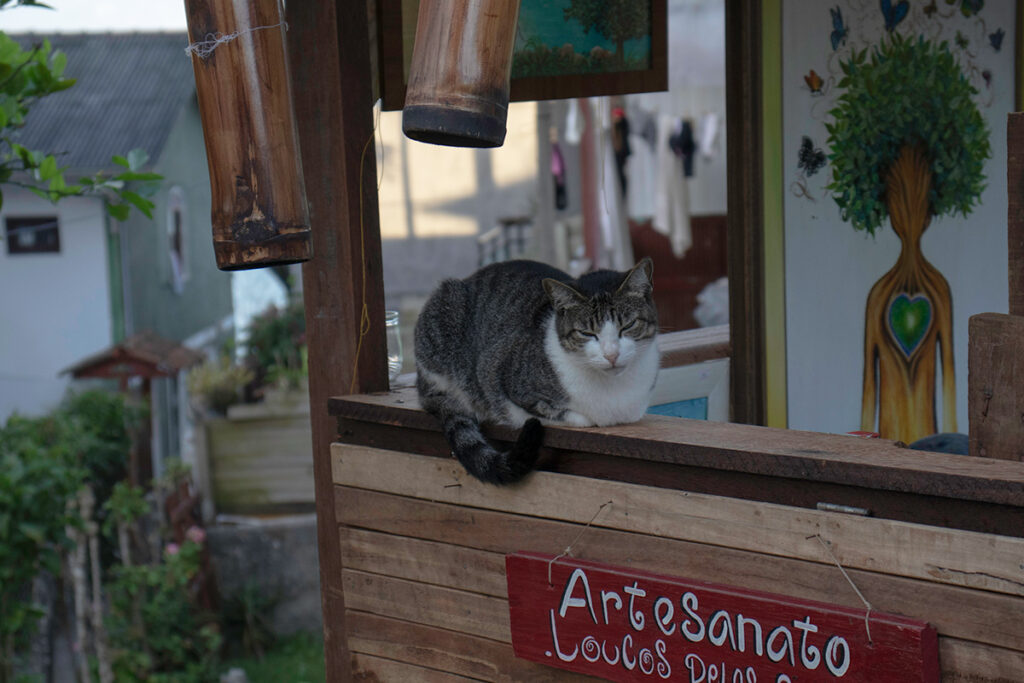 gatos terceira idade