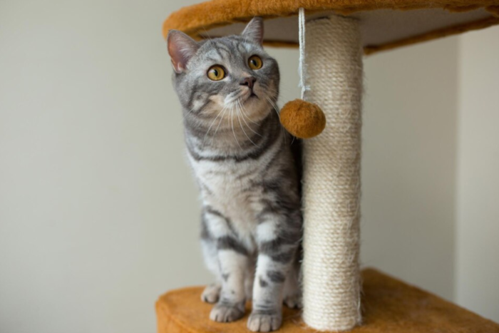 Confira dicas para criar um pet em apartamento 1 gato brincando freepik
