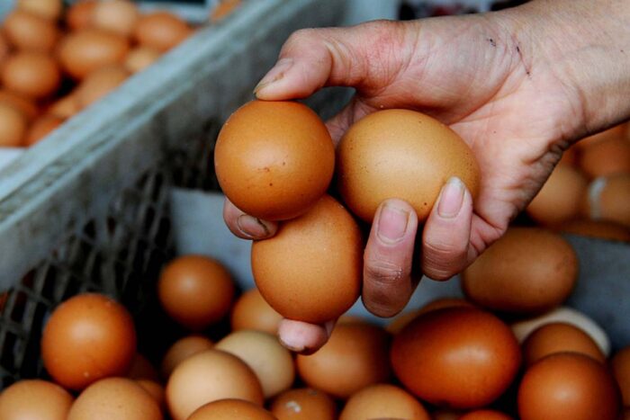 Empresa brasileira compra Hillandale, dos EUA, e se torna a 2ª maior produtora de ovos do mundo 1 global eggs empresa brasileira ovos foto VCG