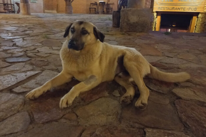 Cão comunitário de 14 anos é encontrado ferido em Ibitipoca; comunidade se mobiliza 1 marley01