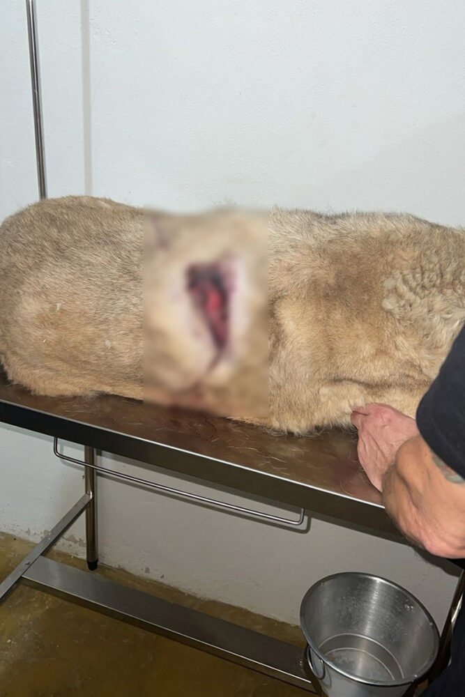 Cão comunitário de 14 anos é encontrado ferido em Ibitipoca; comunidade se mobiliza 2 marley02 1