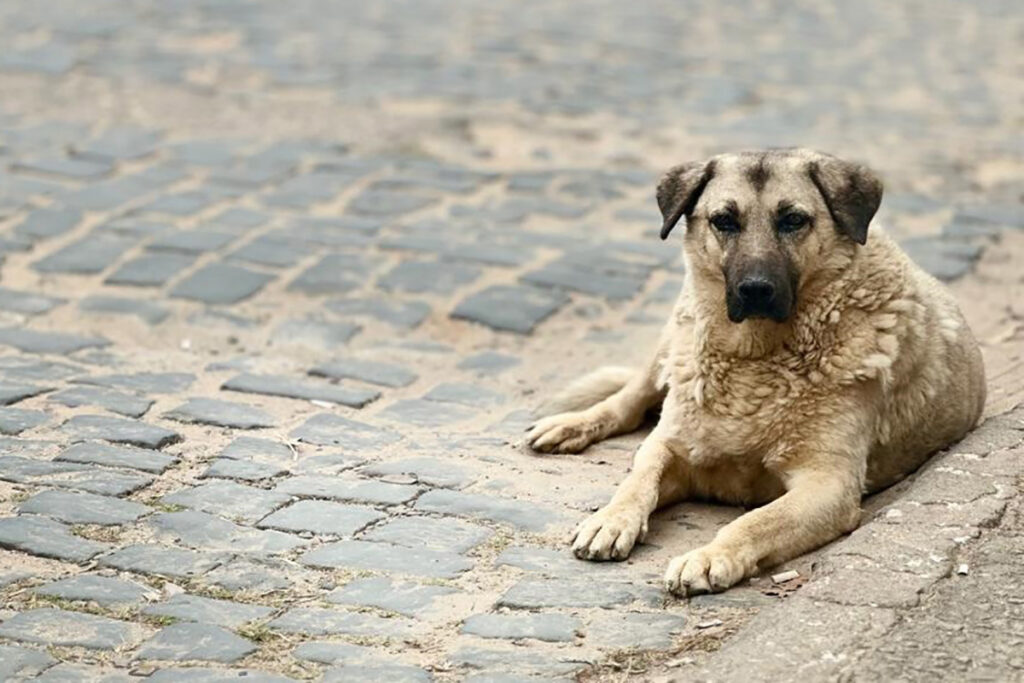Cão comunitário de 14 anos é encontrado ferido em Ibitipoca; comunidade se mobiliza 3 marley03