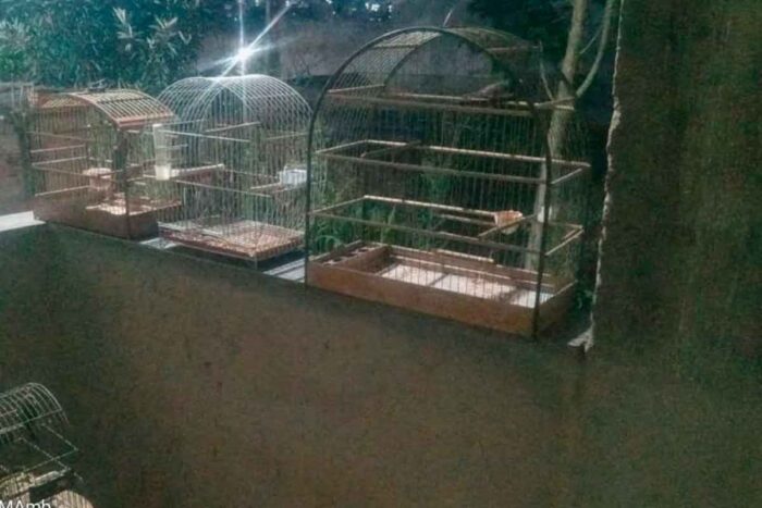Dois homens são multados em mais de R$ 40 mil por manterem 10 pássaros silvestres em cativeiro 1 Pássaros silvestres