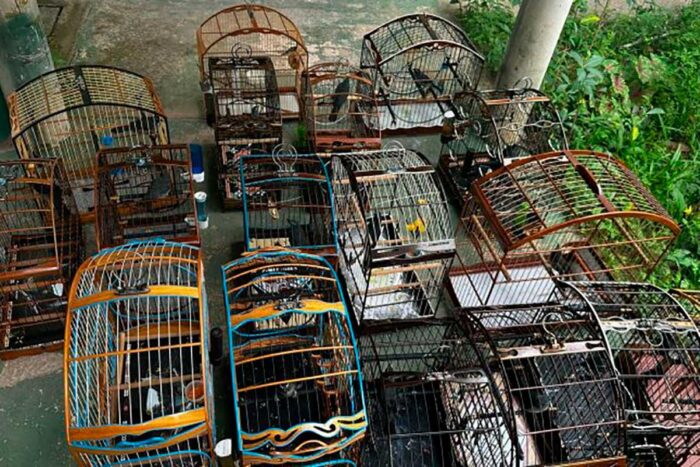 Polícia apreende pássaros mantidos em cativeiro 1 Pássaros mantidos ilegalmente em cativeiro