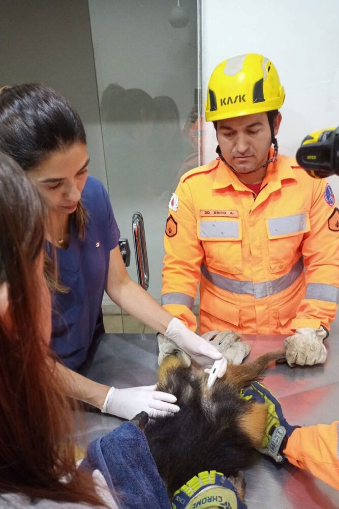 VÍDEO: Tamanduá-mirim de 5 quilos aparece em residência e é resgatado pelos bombeiros no interior de Minas 2 tamanduá