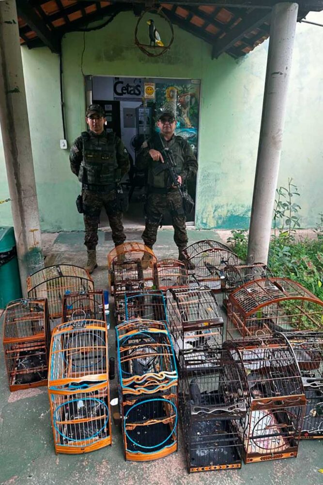 Polícia apreende pássaros mantidos em cativeiro 2 verticalpassarospmma