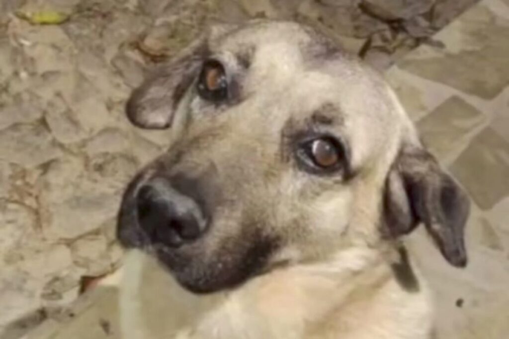 Homem é indiciado por maus-tratos a cão comunitário em Ibitipoca 1 Foto DivulgacaoPCMG