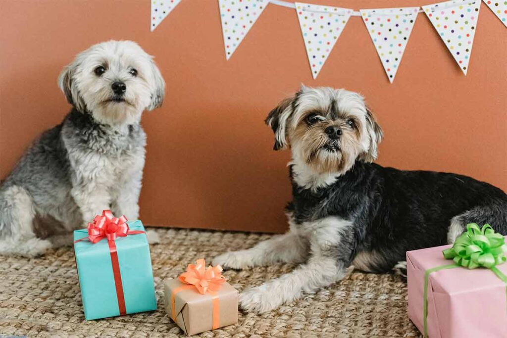 Humanização de pets: até que ponto é saudável? 2 Humanização de pets - Pexels