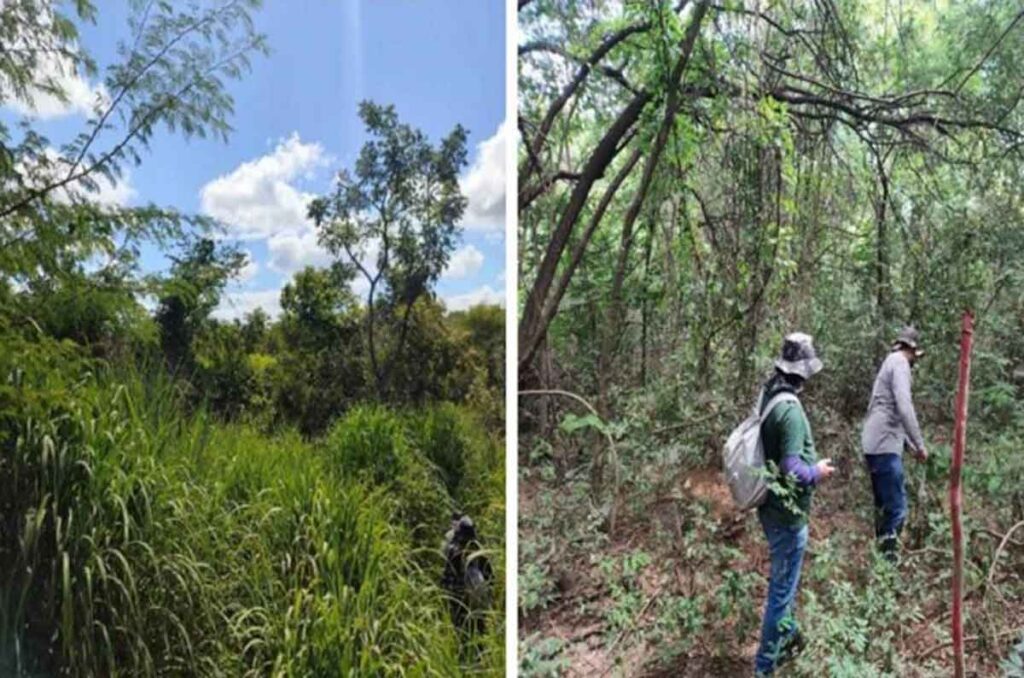 Justiça suspende licença ambiental para loteamento em vegetação de Mata Atlântica de cidade mineira 1 MPMG licenca ambiental