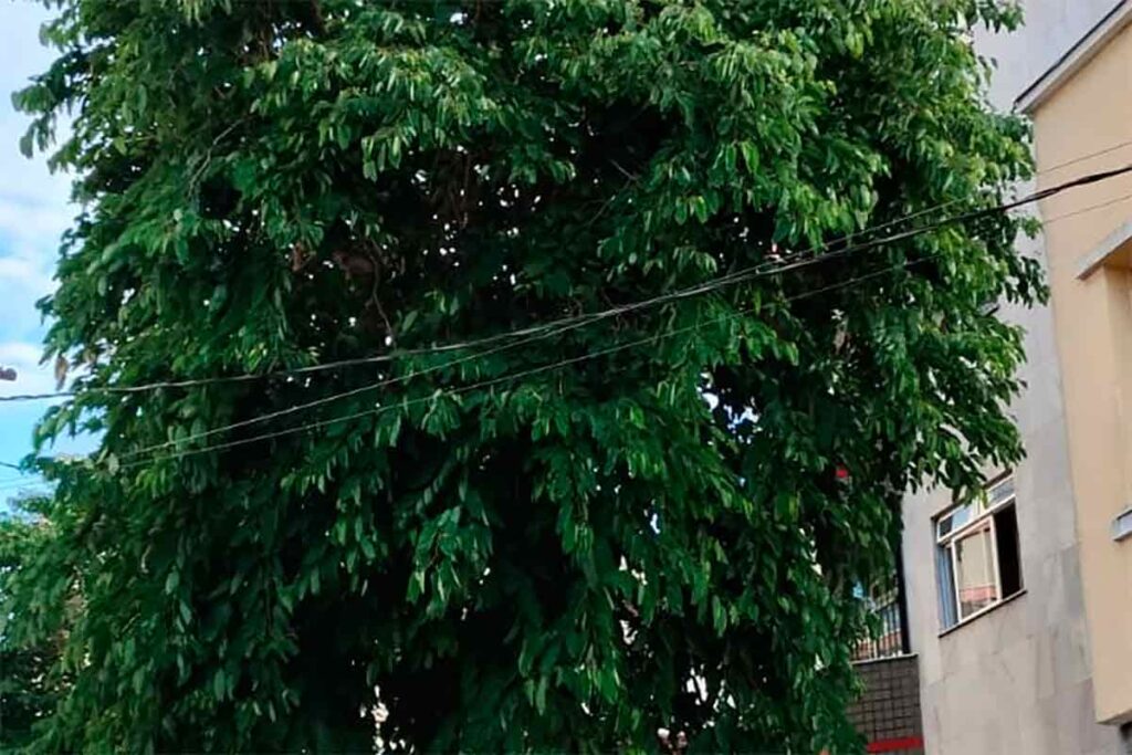 Moradores pedem poda de árvore na Rua Santos Dumont 2 VU Granbery Leitor
