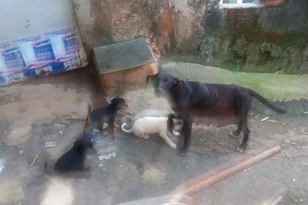 Morador denuncia abandono de mais de 20 cães em residência precária no Bairro São Judas Tadeu 2 VU Morador denuncia abandono de mais de 20 caes em residencia precaria no Bairro Sao Judas Tadeu