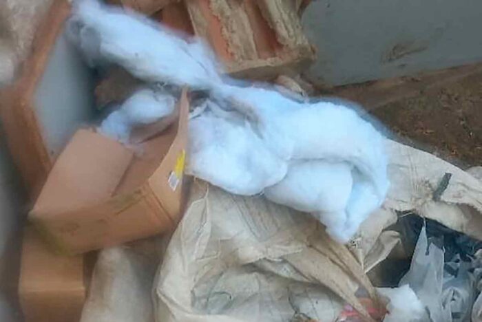 Morador denuncia abandono de mais de 20 cães em residência precária no Bairro São Judas Tadeu 1 VU Morador denuncia abandono de mais de 20 caes em residencia precaria no Bairro Sao Judas Tadeu 2