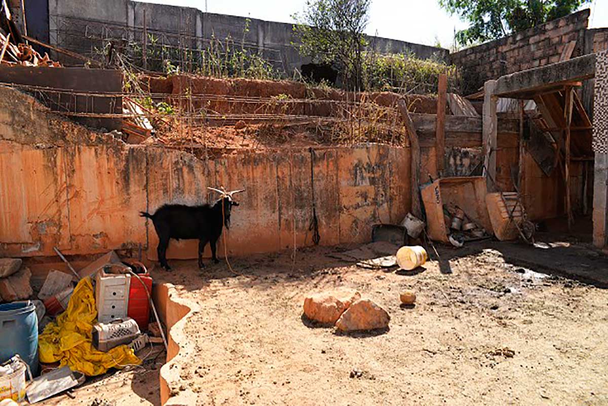 Manter animal acorrentado passa a ser proibido em Minas Gerais