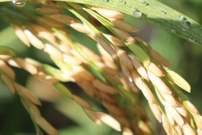 arroz sequeiro emater