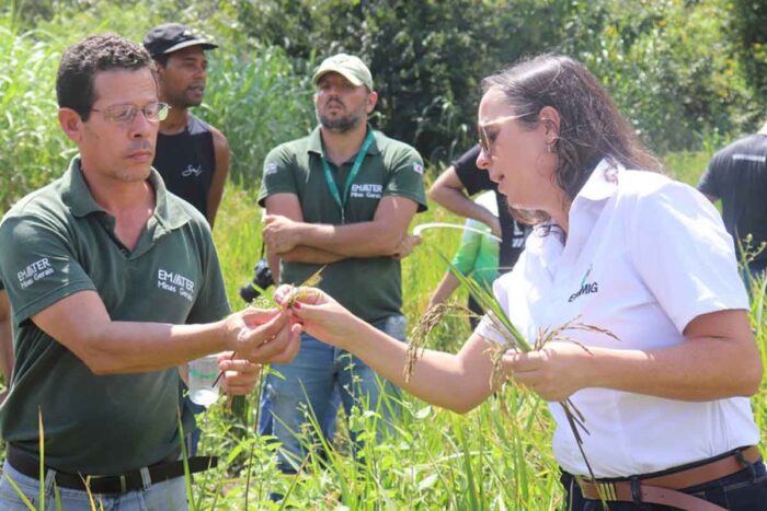 arroz sequeiro emater e epamig