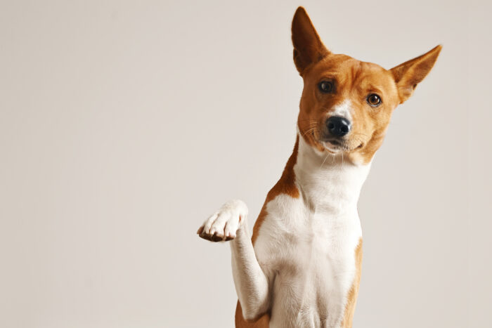 'RG para cães e gatos': governo lança cadastro nacional gratuito para animais; entenda como funciona 1 cães e gatos rg animal