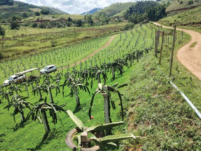 De exótica a regional: irmãos cultivam pitaya, divulgam potencial da fruta e criam festival 4 pitaya 01 arquivo pessoal