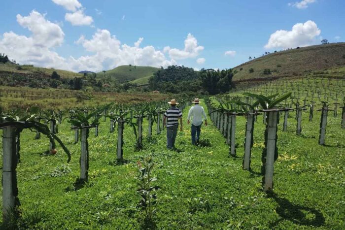 De exótica a regional: irmãos cultivam pitaya, divulgam potencial da fruta e criam festival 5 pitaya 03 arquivo pessoal