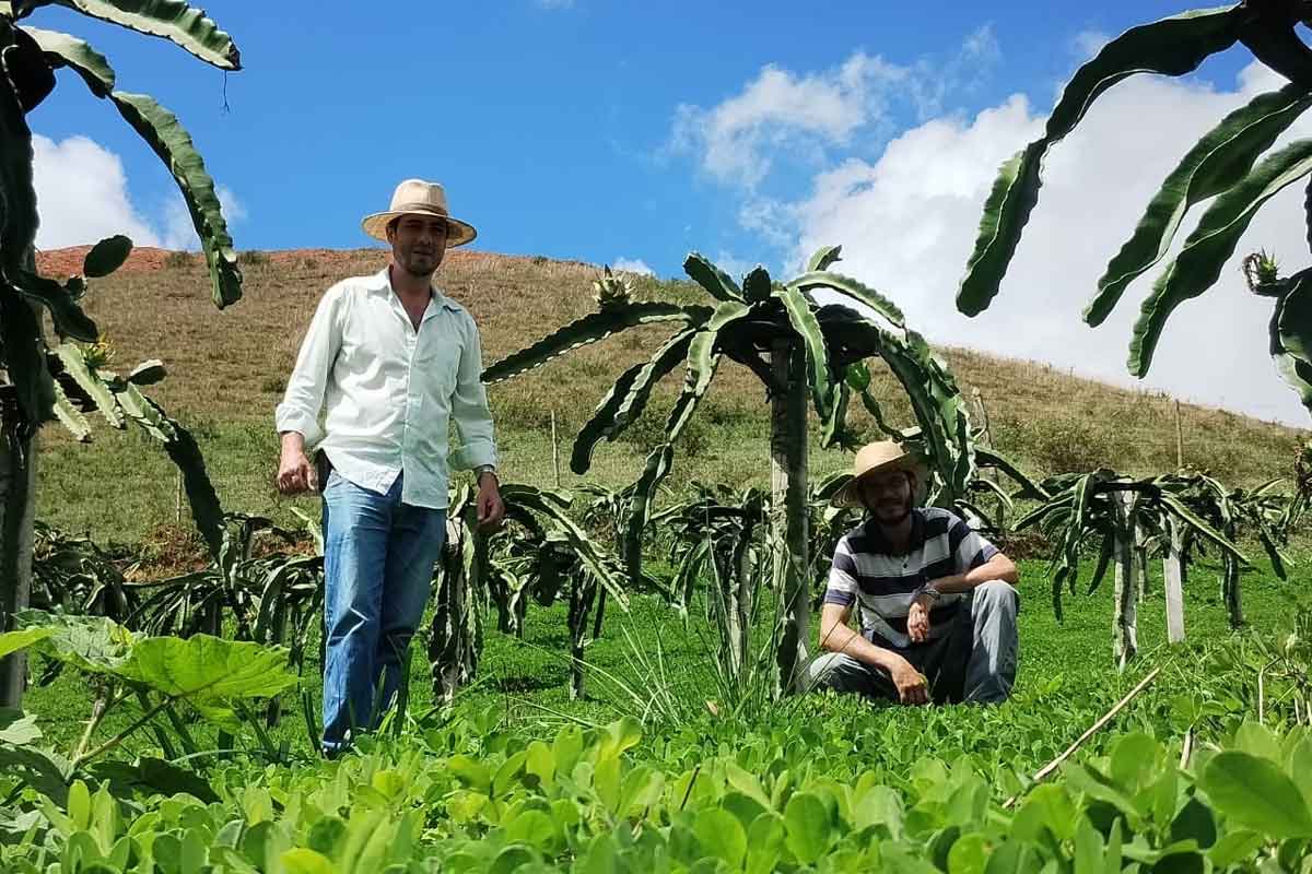 De exótica a regional: irmãos cultivam pitaya, divulgam potencial da fruta e criam festival 1 pitaya 04 arquivo pessoal