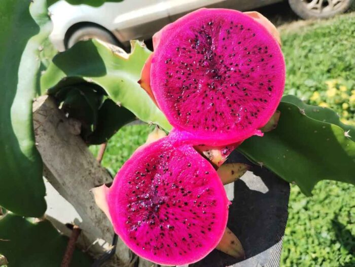 Com produção de mais de 90 mil toneladas de banana, produção de frutas avança na Zona da Mata 3 pitaya 06 arquivo pessoal