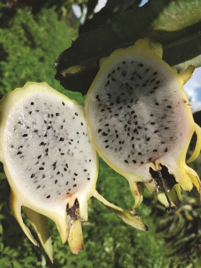 De exótica a regional: irmãos cultivam pitaya, divulgam potencial da fruta e criam festival 3 pitaya 07 arquivo pessoal