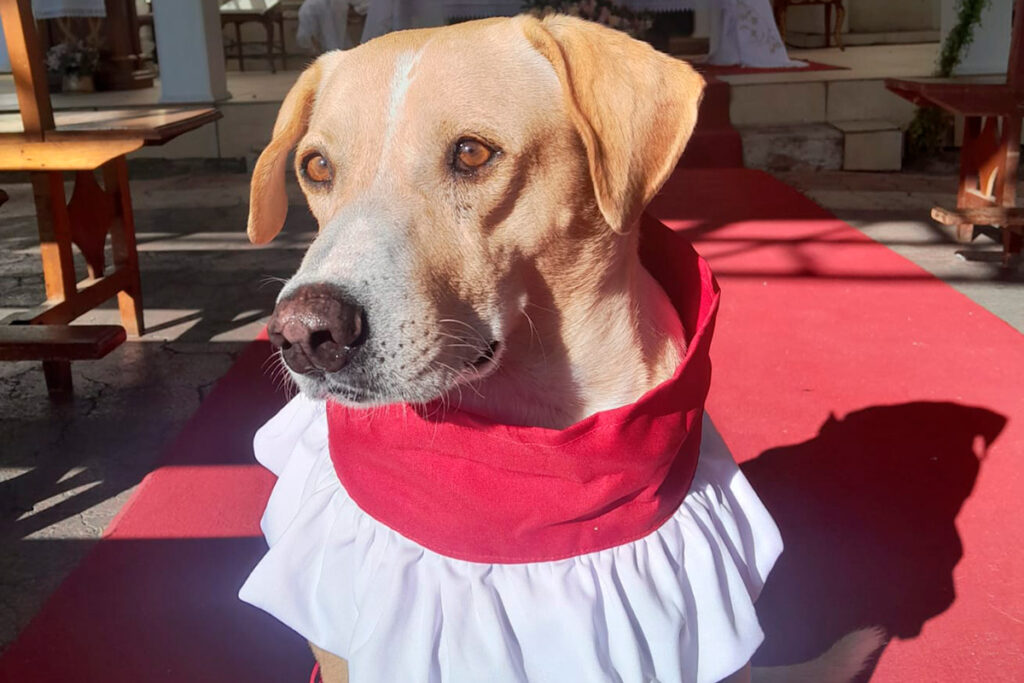 'Cãoroinha' de Piraúba: cachorro vira símbolo de fé e acolhimento 2 'Cãoroinha' de Piraúba: cachorro vira símbolo de fé e acolhimento