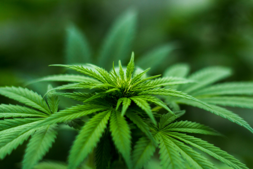 Justiça condena homem pelo cultivo de quase 50 pés de maconha 1 pés de cannabis