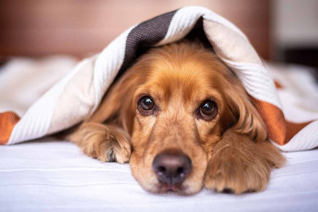 Projeto de lei prevê monitoramento em tempo real de hotéis para pets em Minas Gerais 1 doenças silenciosas pets