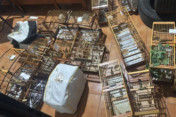 Oito são presos e multados em R$ 50 mil por manter pássaros silvestres para torneio clandestino 1 Oito foram presos e Multados em mais de R 50 mil por cativeiro irreegular de passaros
