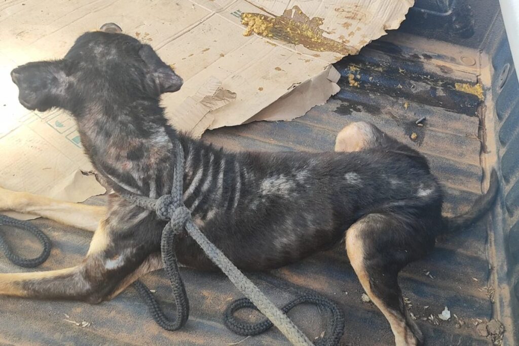Homem é preso em flagrante por maus-tratos a animais 1 animais maus tratos vicosa 2