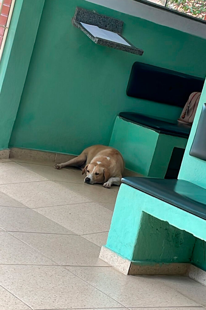 'Cãoroinha' de Piraúba: cachorro vira símbolo de fé e acolhimento 1 caoroinhavelorio arquivo pessoal ligia soares