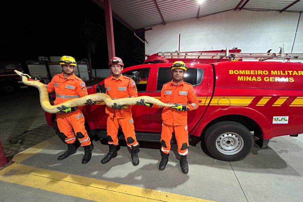 Bombeiros capturam cobra exótica de 4 metros 2 cobra Python
