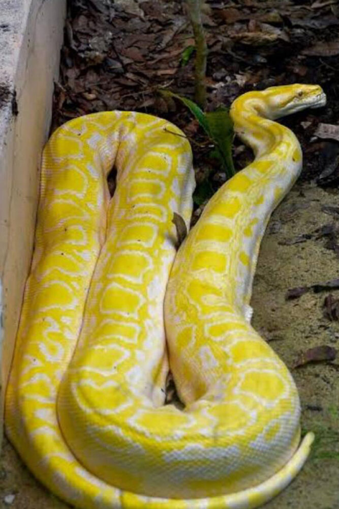 cobra Python