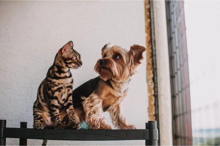 7 raças de cachorro ideais para quem tem gato